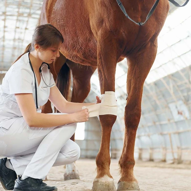 Advanced Veterinary Wound Management Solutions for Chronic Animal Wounds | SilVet Healing Advanced Veterinary Wound Management Solutions for Chronic Animal Wounds | SilVet Healing