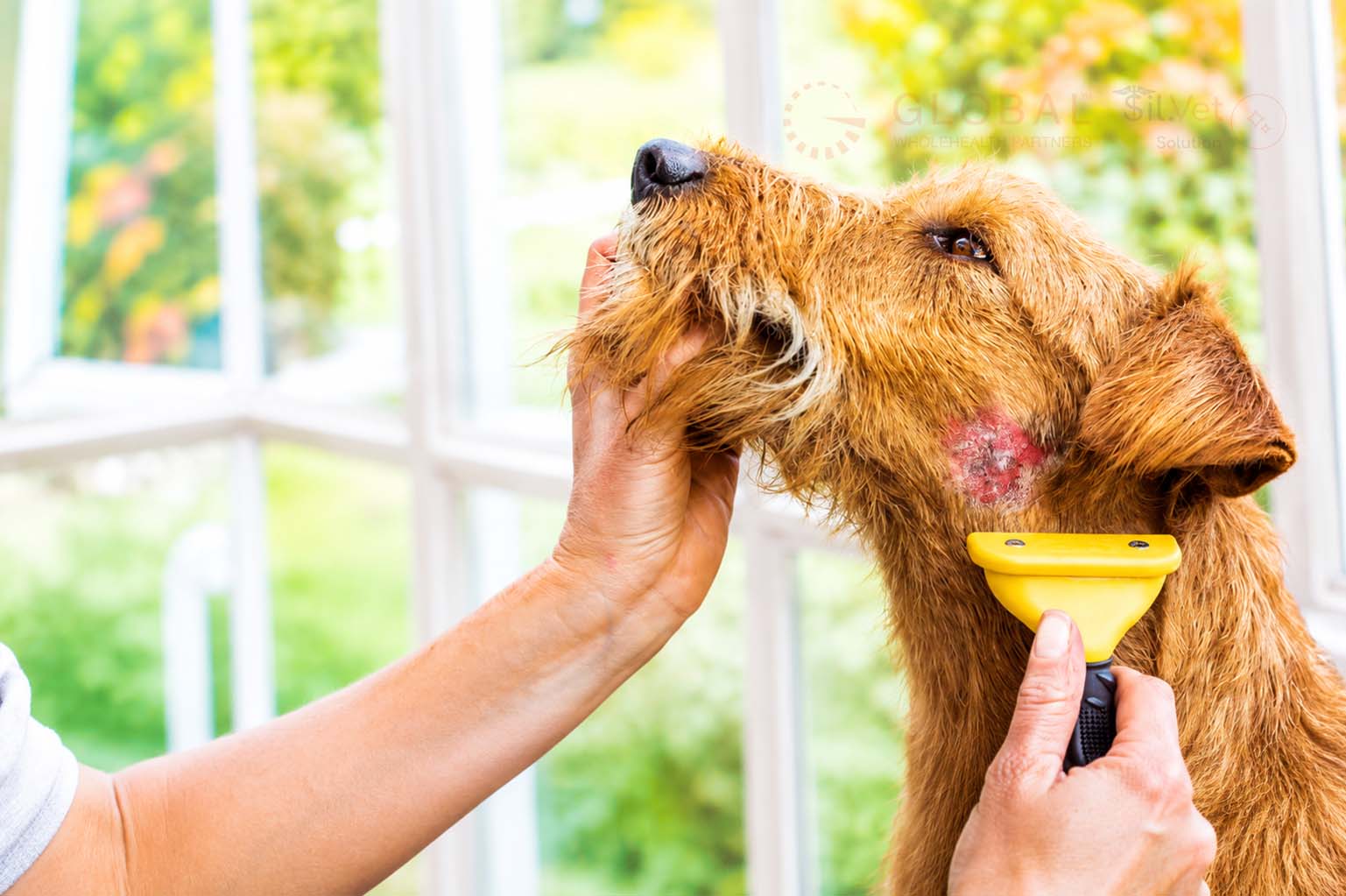 How to Treat Hotspots in Dogs Before They Become Serious